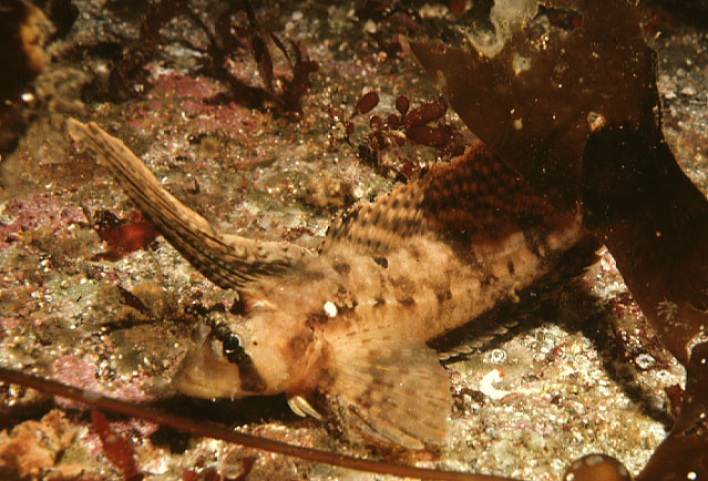 Nautichthys oculofasciatus